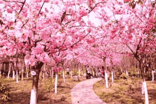 爆料樱花女生视频大全,青春风采绽放瞬间 第1张 爆料樱花女生视频大全,青春风采绽放瞬间 第1张