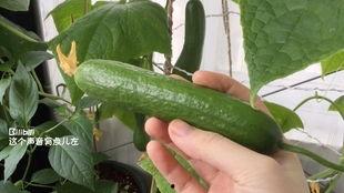 吃瓜集合免费更新,免费更新，带你畅游娱乐圈新鲜事  第3张